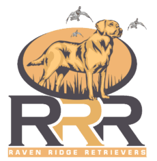 Raven Ridge Retreivers